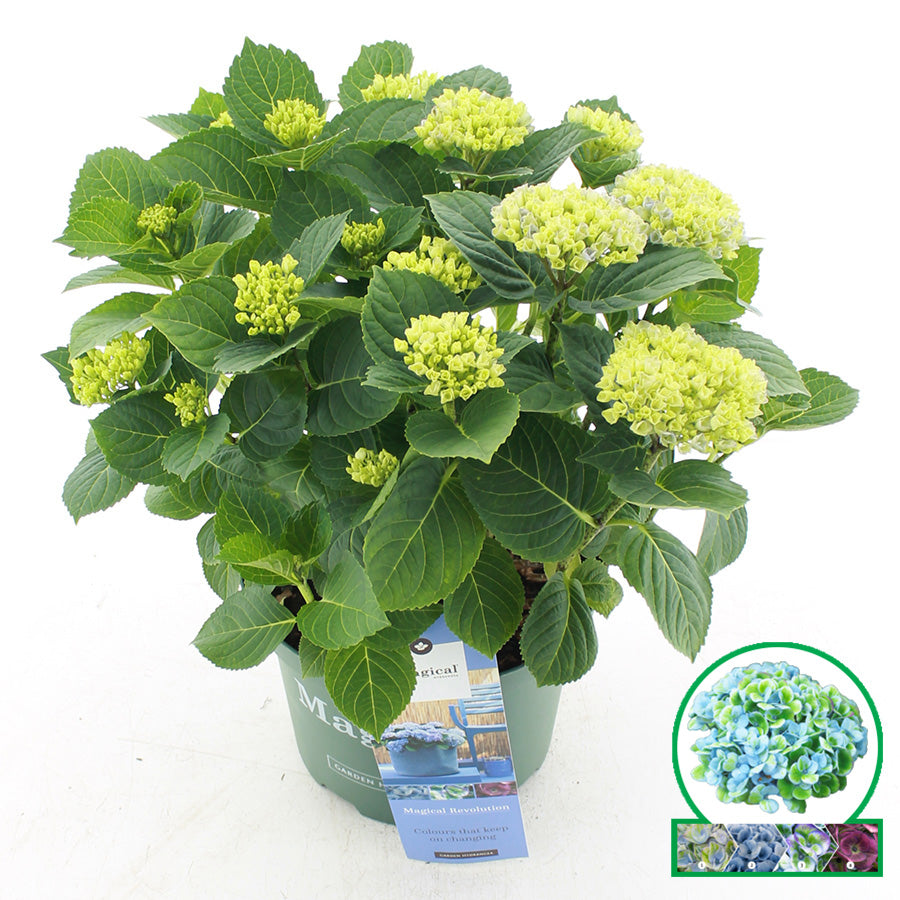 Hydrangea macrophylla Magical Revolution blue 45cm 23cm Pot