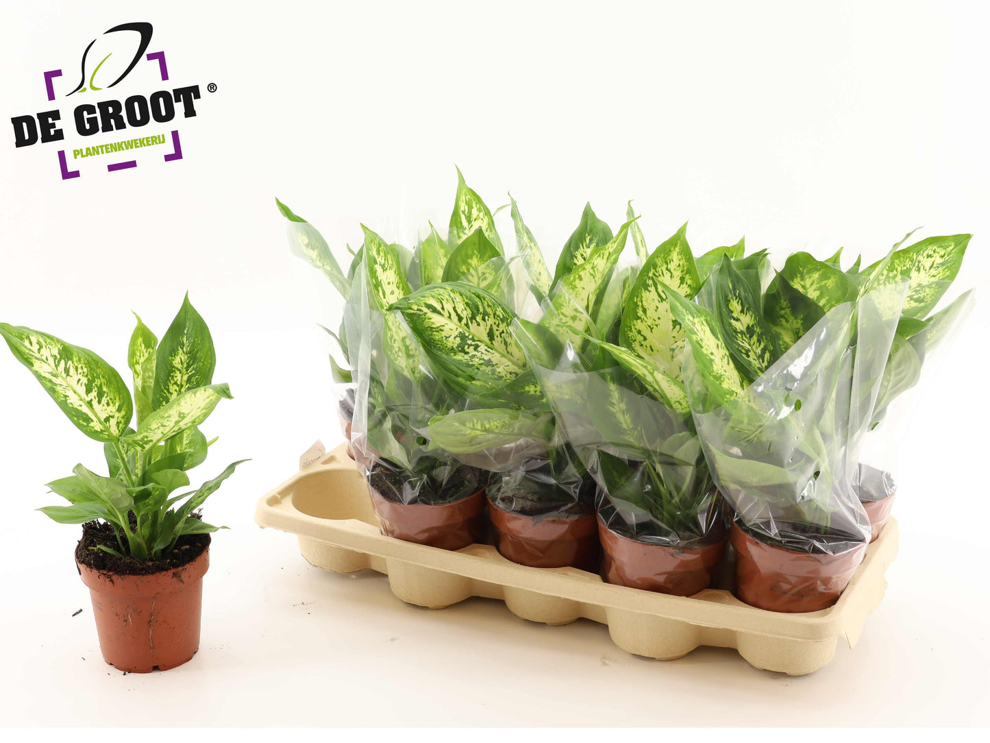 Dieffenbachia Compacta 30cm 12cm Pot