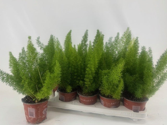 Asparagus den. Meyers 30cm 12cm Pot