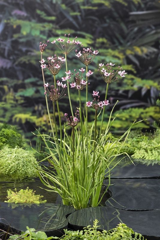 Butomus umbellatus 20cm 18cm Pot