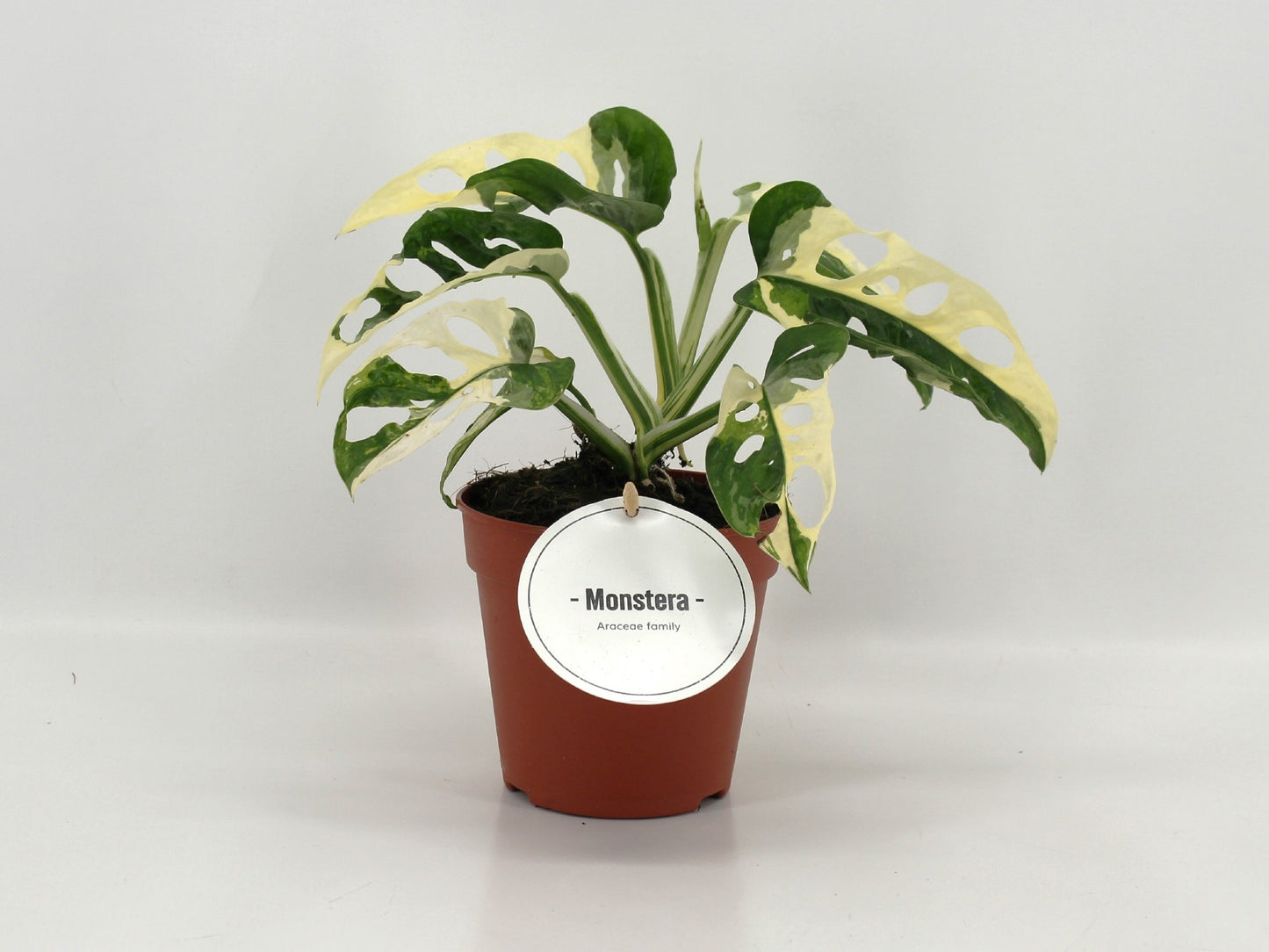 Monstera adansonii Variegated 25cm 12cm Pot