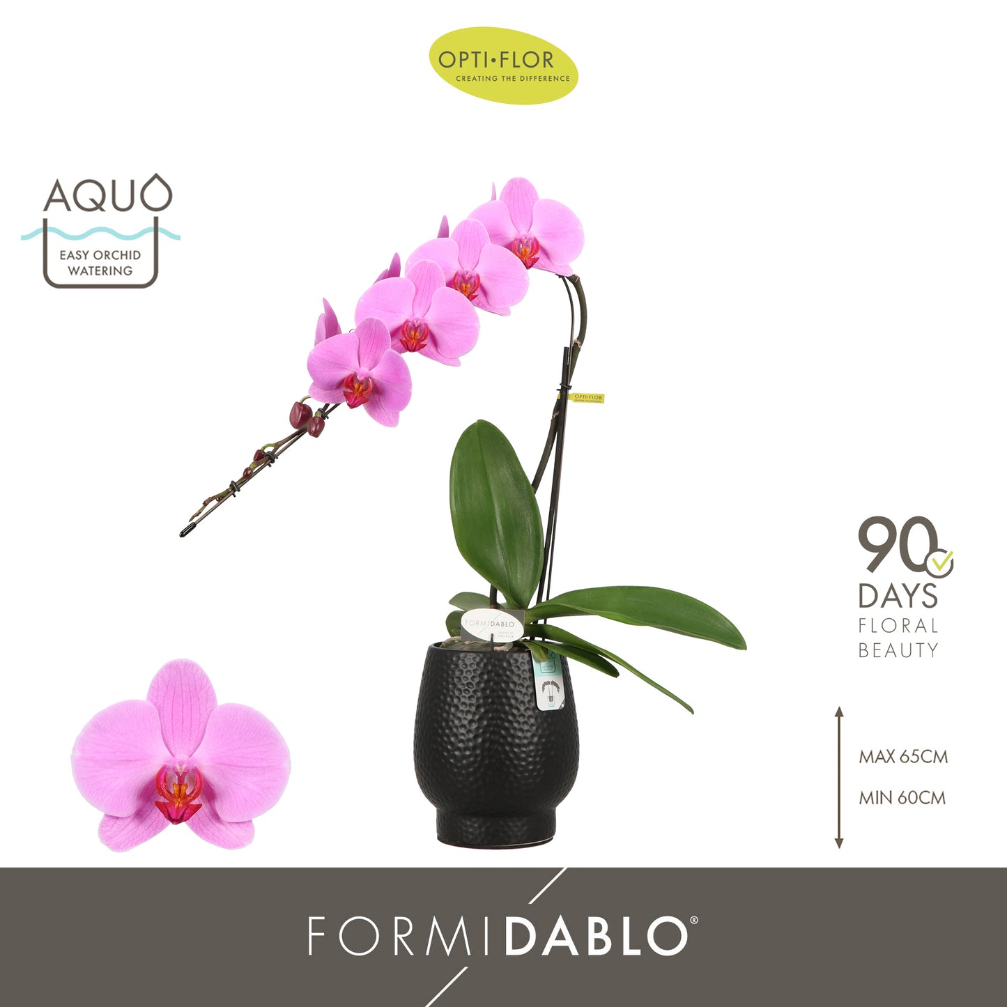 Phalaenopsis Havasu (+ drp.Black Abruzzo) 70cm 12cm Pot