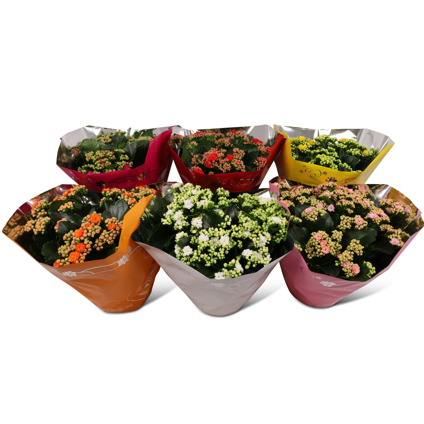 Kalanchoe Perfecta mix 26cm 19cm Pot