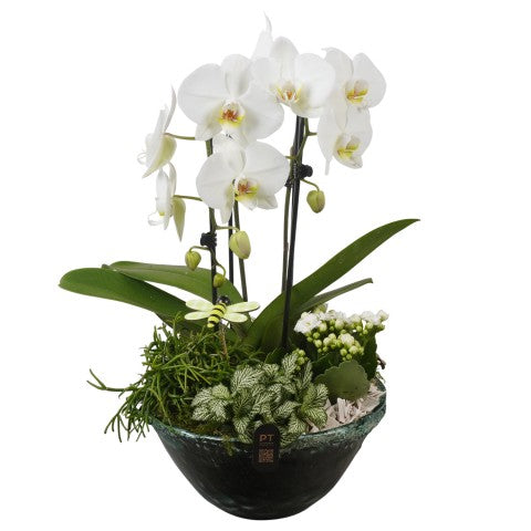 Indoor arrangement 51cm 25cm Pot
