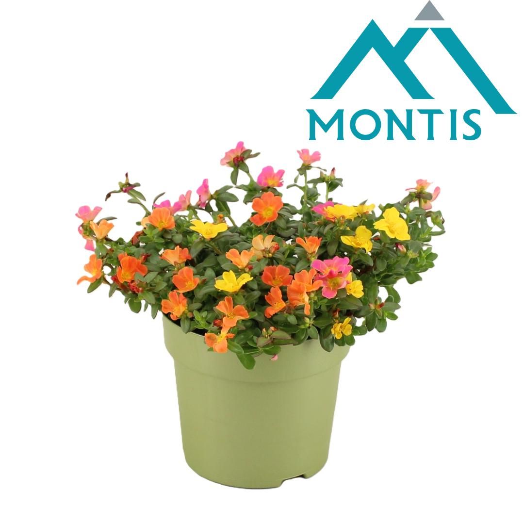 Portulaca carnaval 15cm 15cm Pot