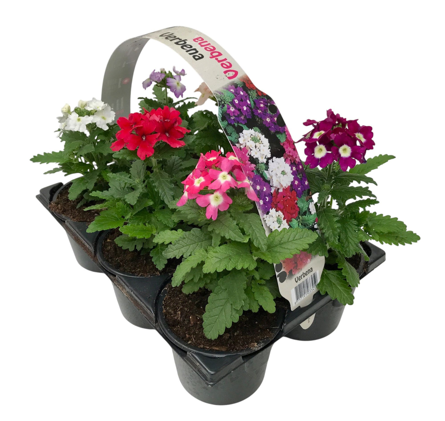 Verbena mix 15cm 9cm Pot