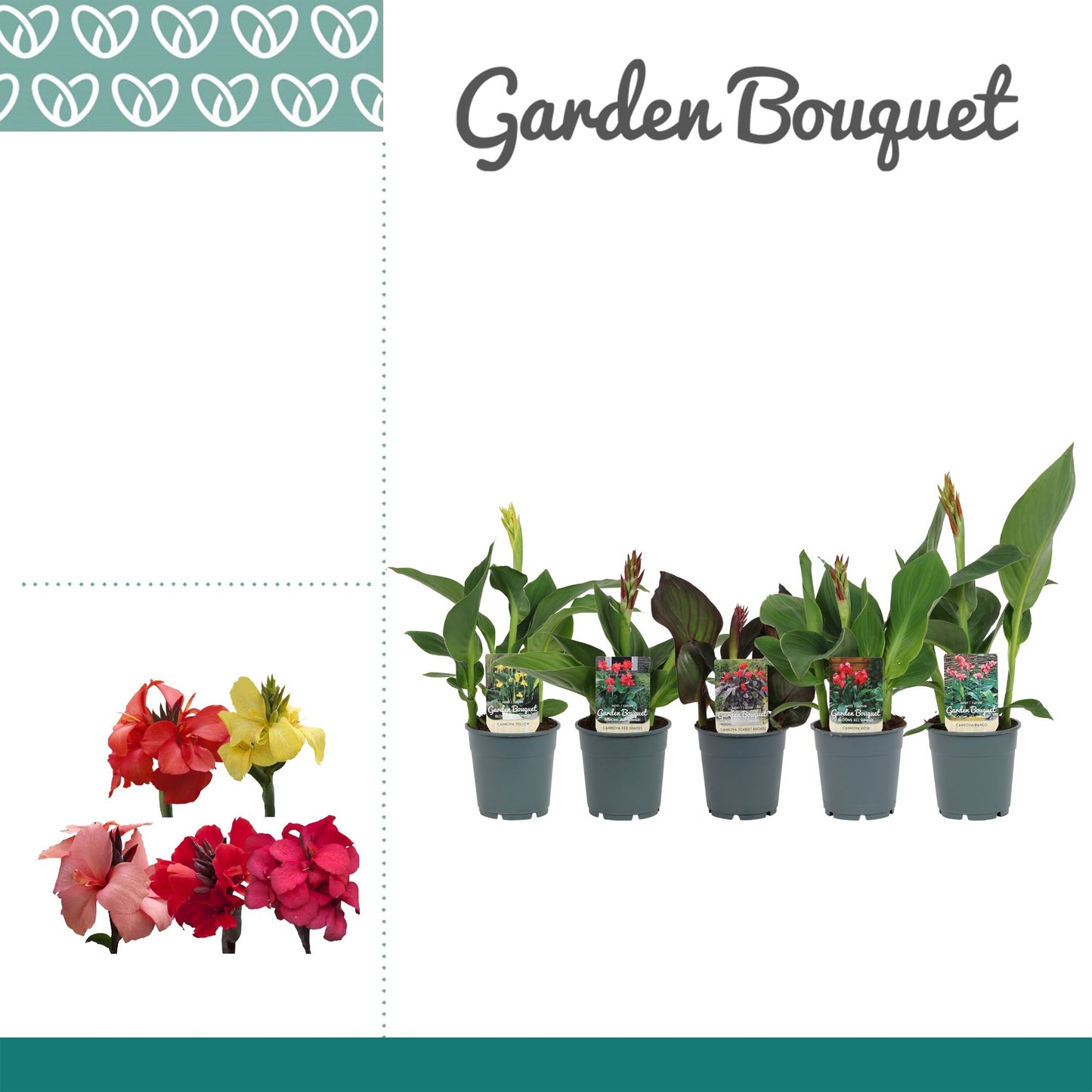 Canna Cannova mix 30cm 12cm Pot