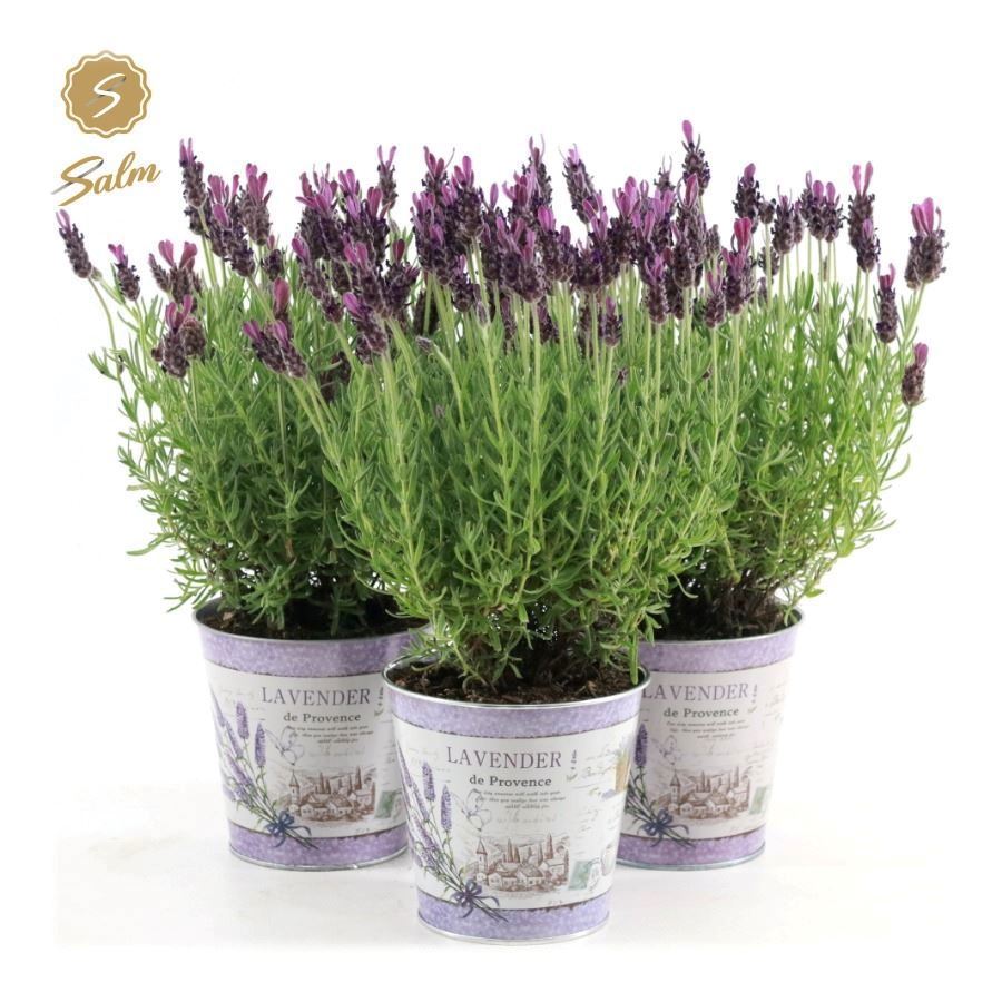 Lavan. Anouk (+drp.Zinc Lavender) 37cm 14cm Pot