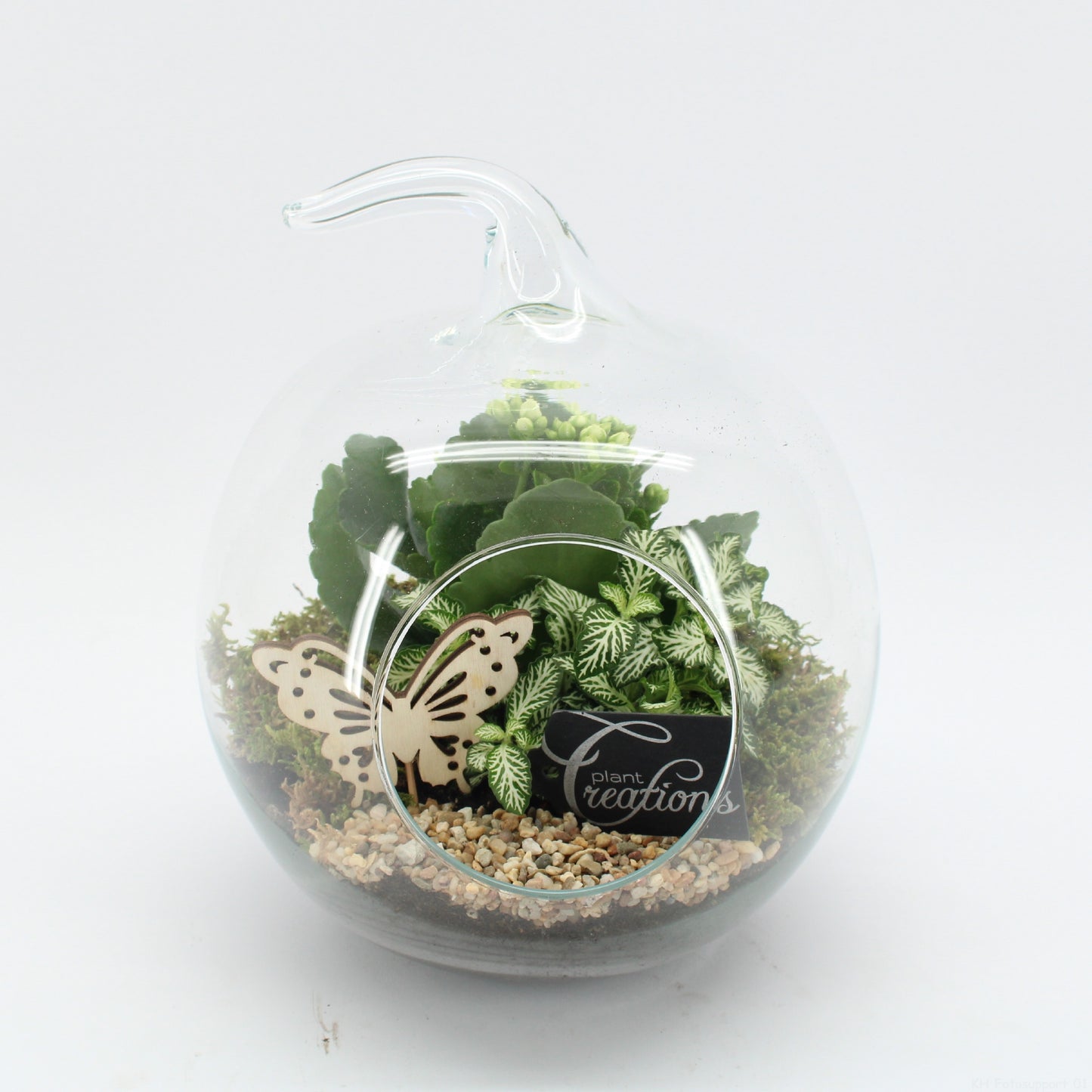 Indoor flowering arrangement 24cm 20cm Pot