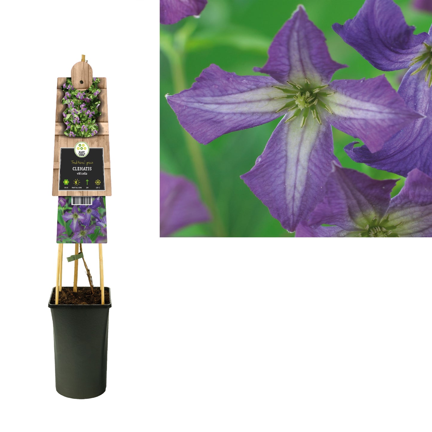 Clematis viticella 75cm 17cm Pot