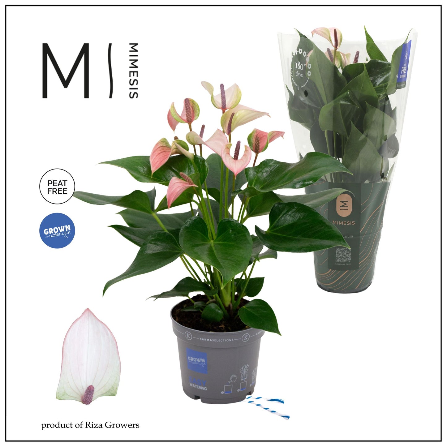 Anthurium Joli Pulse 45cm 12cm Pot
