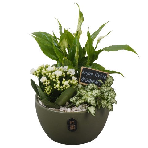 PTIB5143 Arrangementen kamerplanten 26cm 16cm Pot