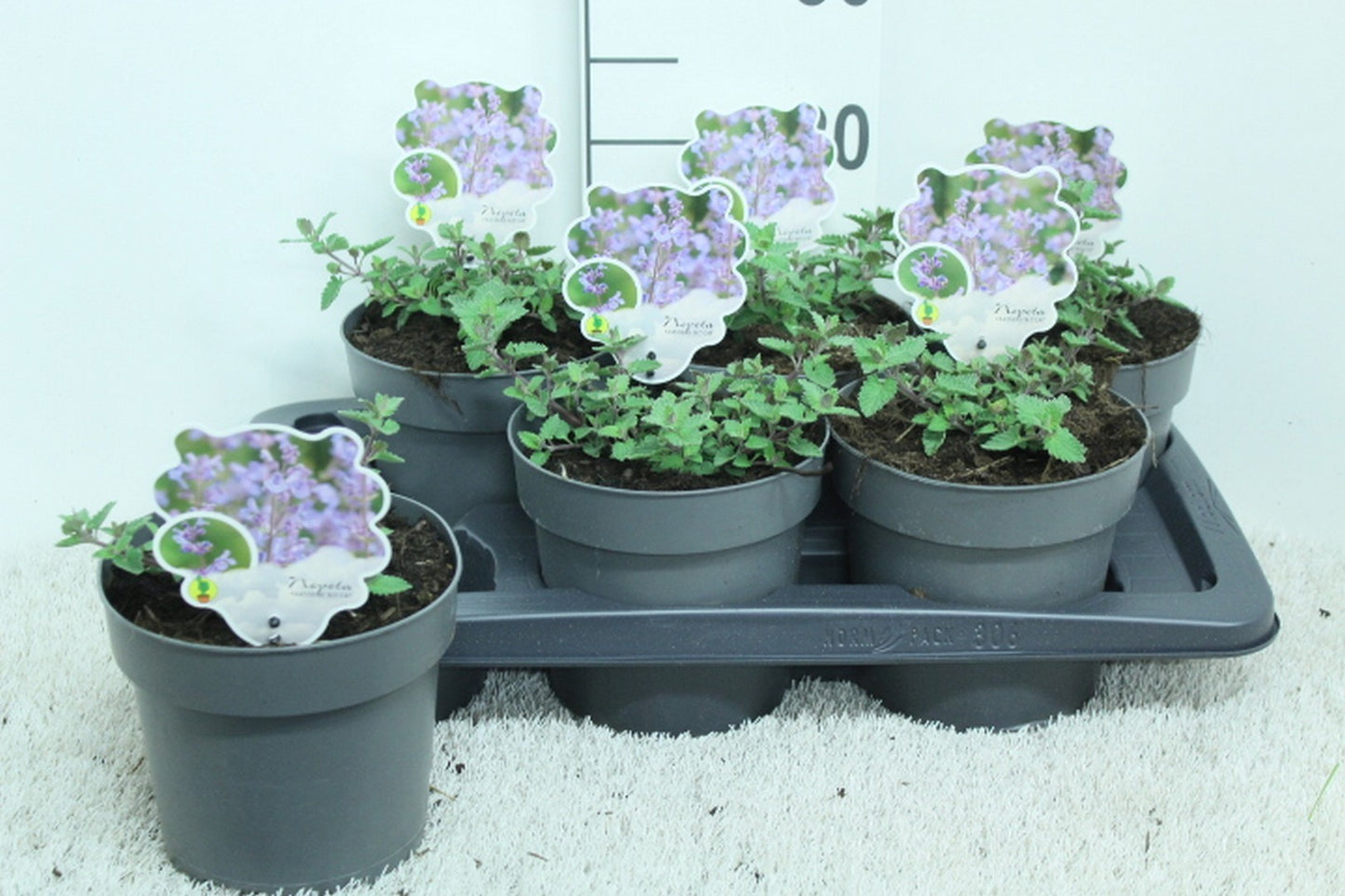 Nepeta faassenii 20cm 17cm Pot