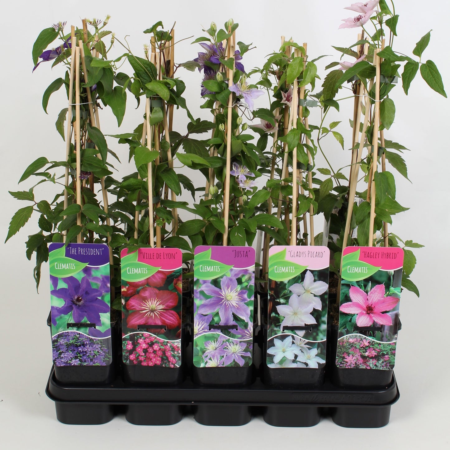 Clematis hybrid mix 60cm 14cm Pot
