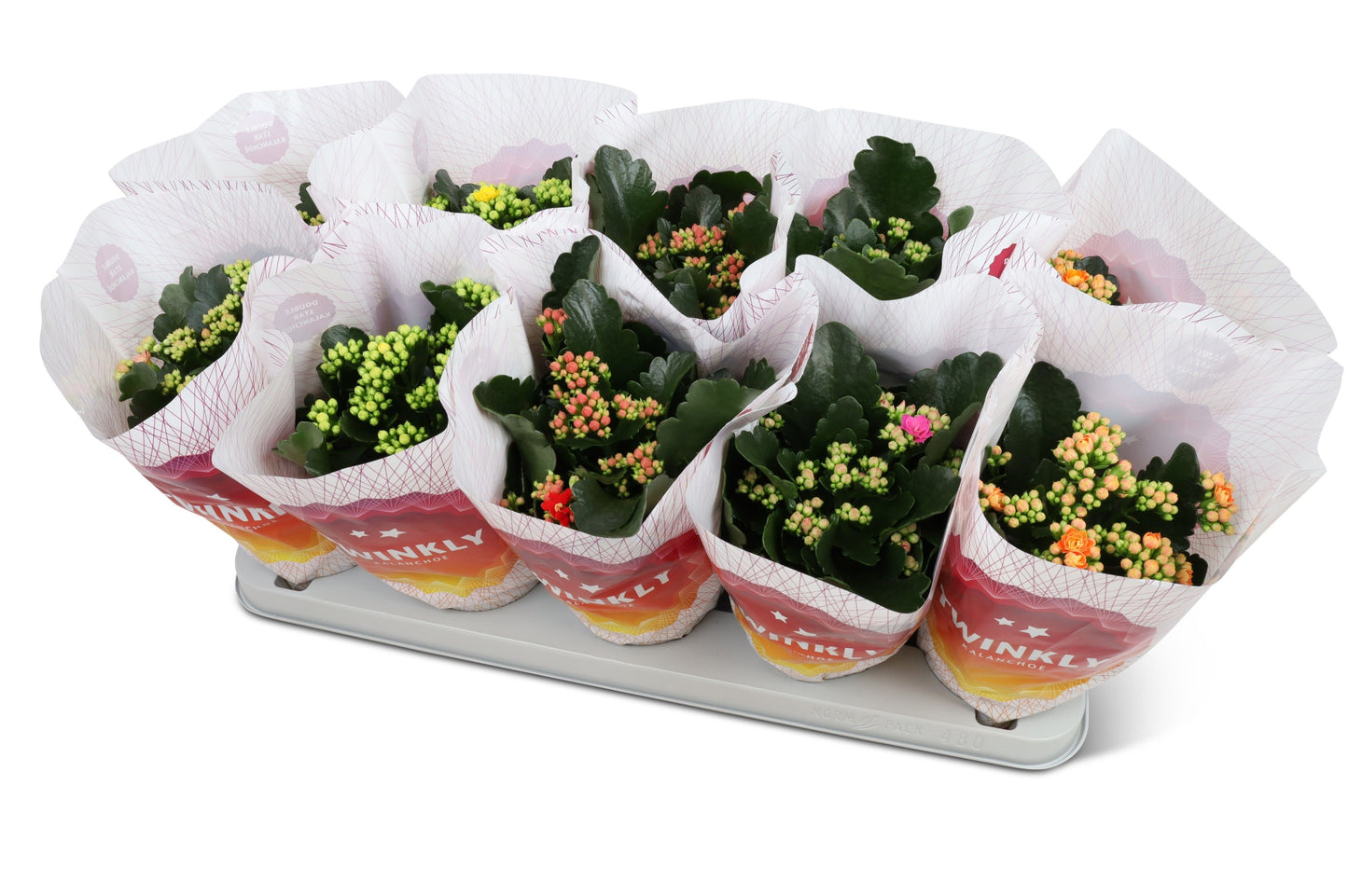 Lankhaar, Kwekerij Kalanchoe Perfecta mix Twinkly sleeve Pack of 10