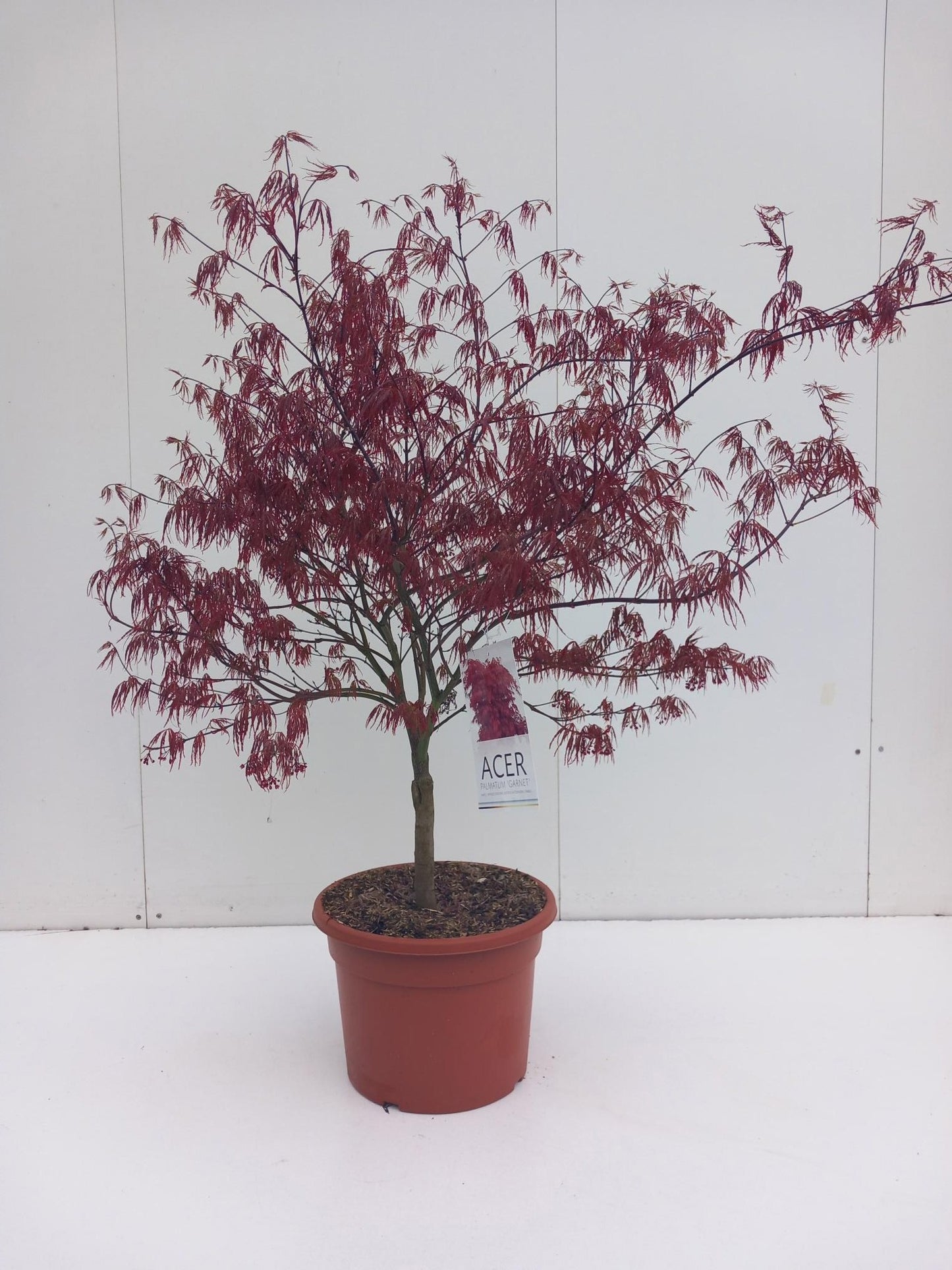 Acer palm. Garnet 100cm 32cm Pot