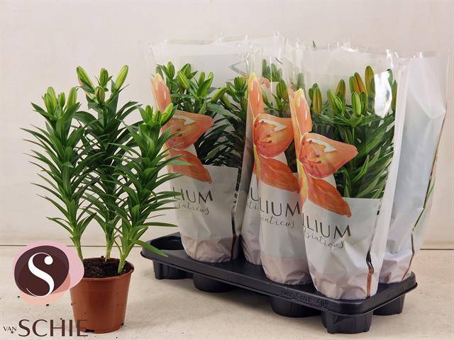 Lilium Asiatic mix 45cm 13cm Pot