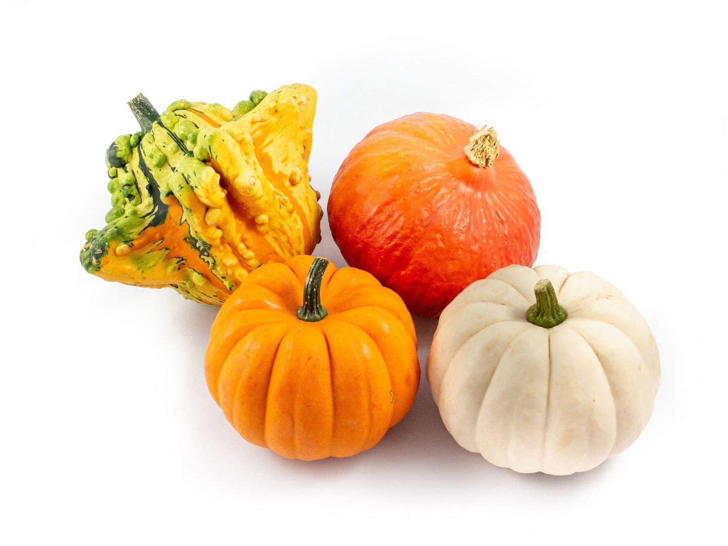 Krol Pompoenen Cucurbita pepo mix Pack of 8
