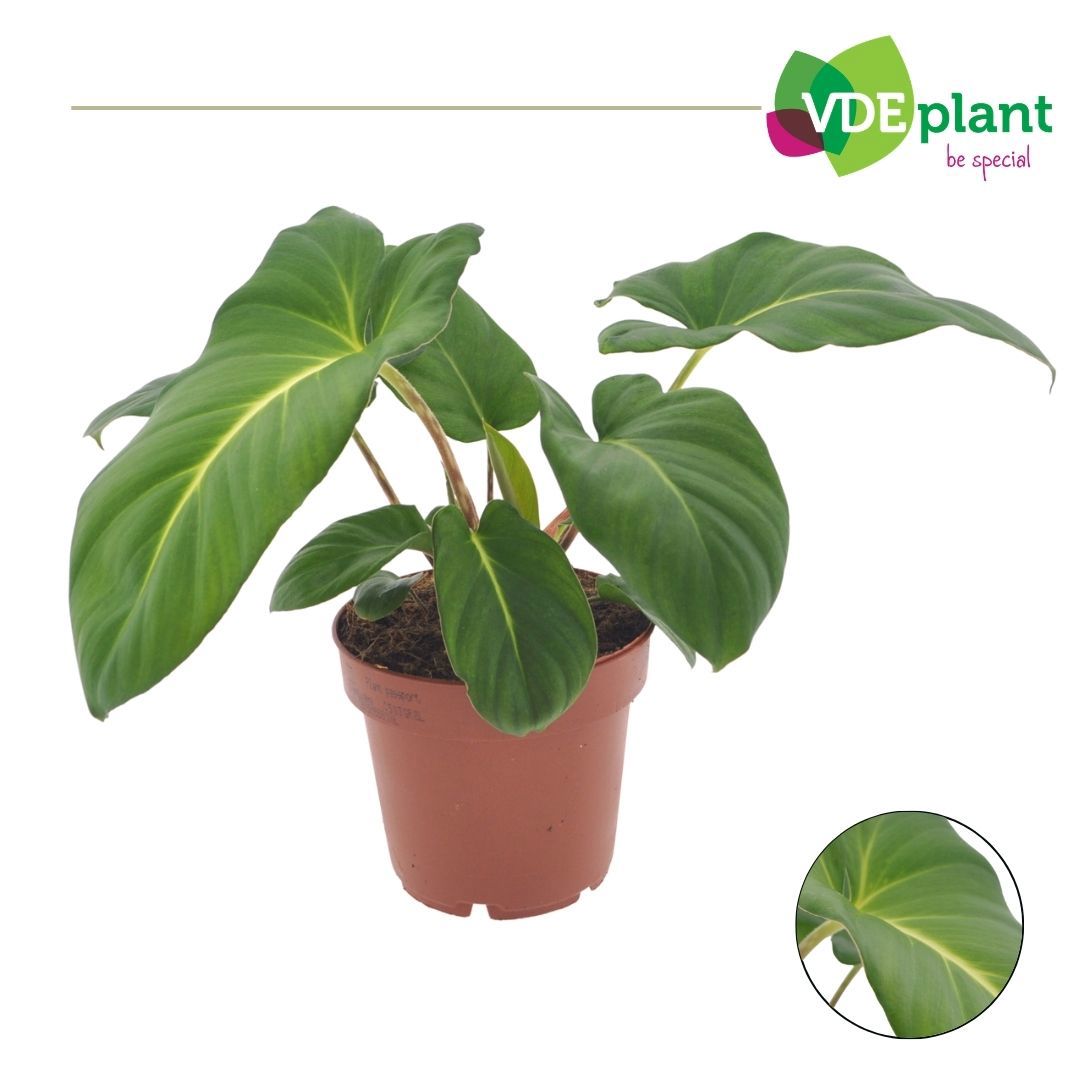 Adelonema crinipes 25cm 12cm Pot
