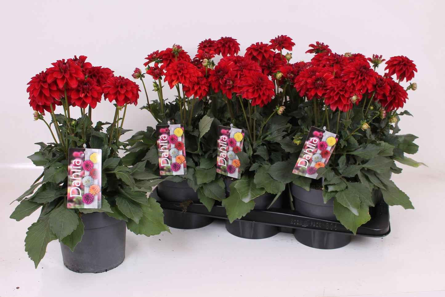 Dahlia Labella Grande Red 40cm 17cm Pot