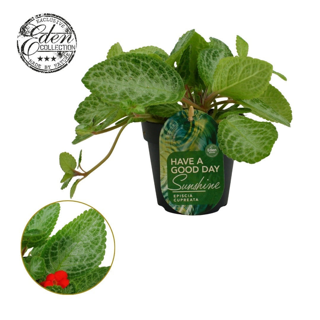 Episcia cup. Minty Imp 20cm 12cm Pot