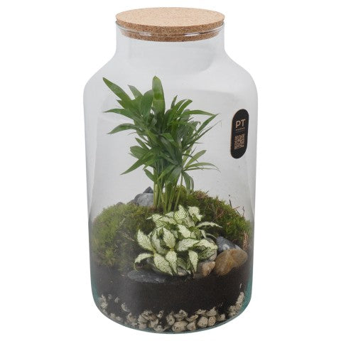 PTTER8140 Arrangementen kamerplanten groen 31cm 18cm Pot