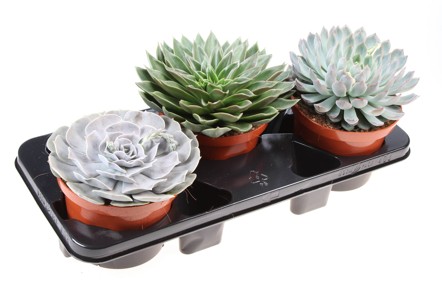 Euro Cactus Holland Bv Echeveria mix Pack of 3