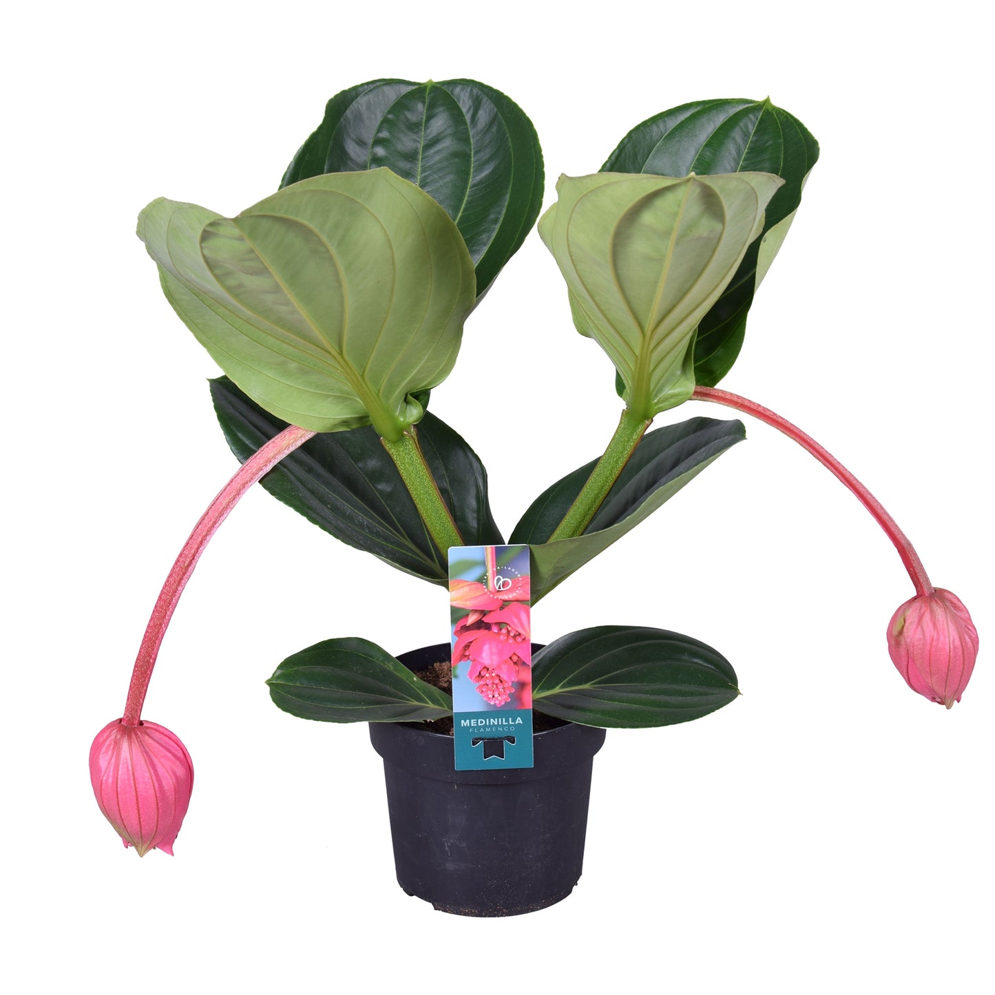 Medinilla Flamenco 55cm 17cm Pot