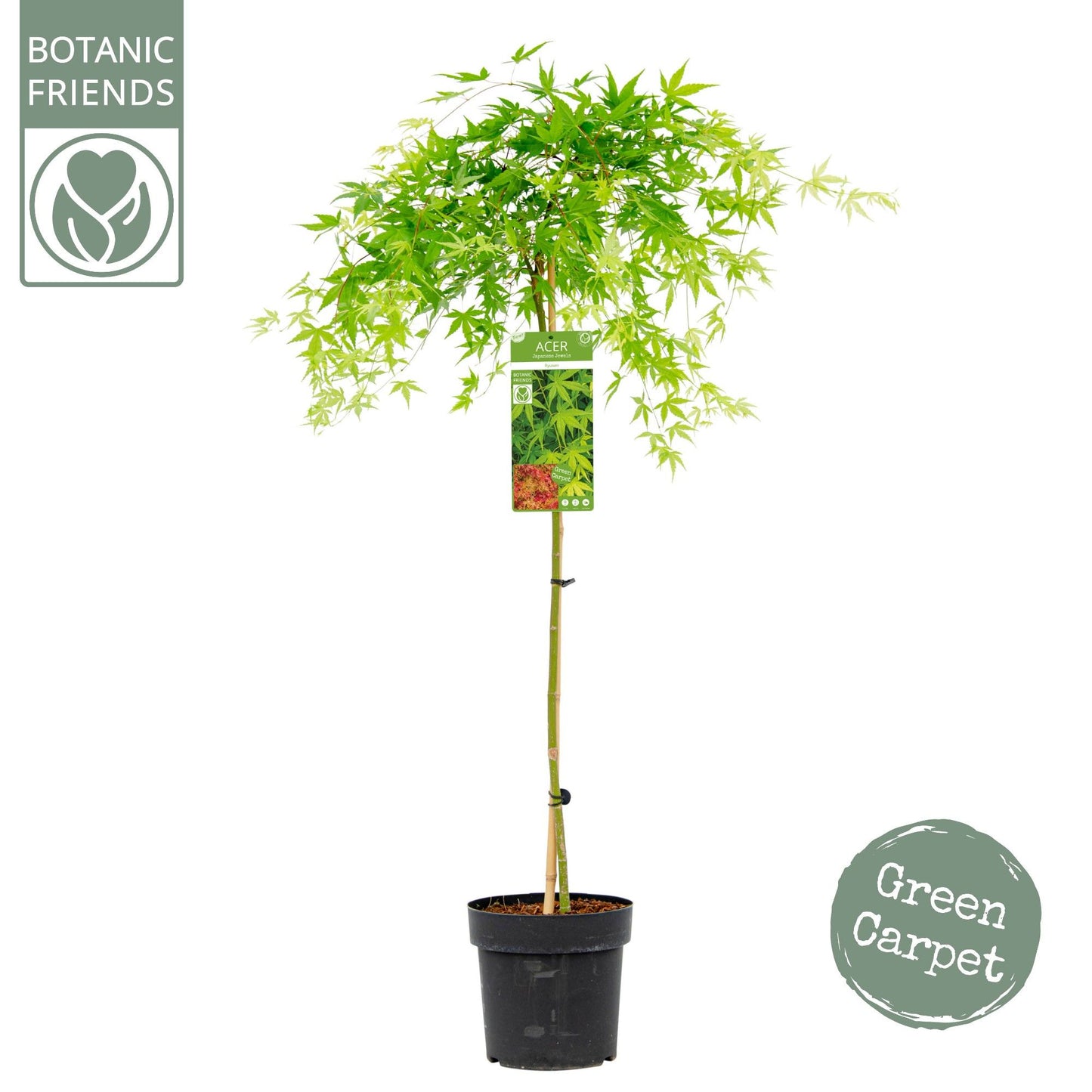 Acer Ryusen 130cm 24cm Pot