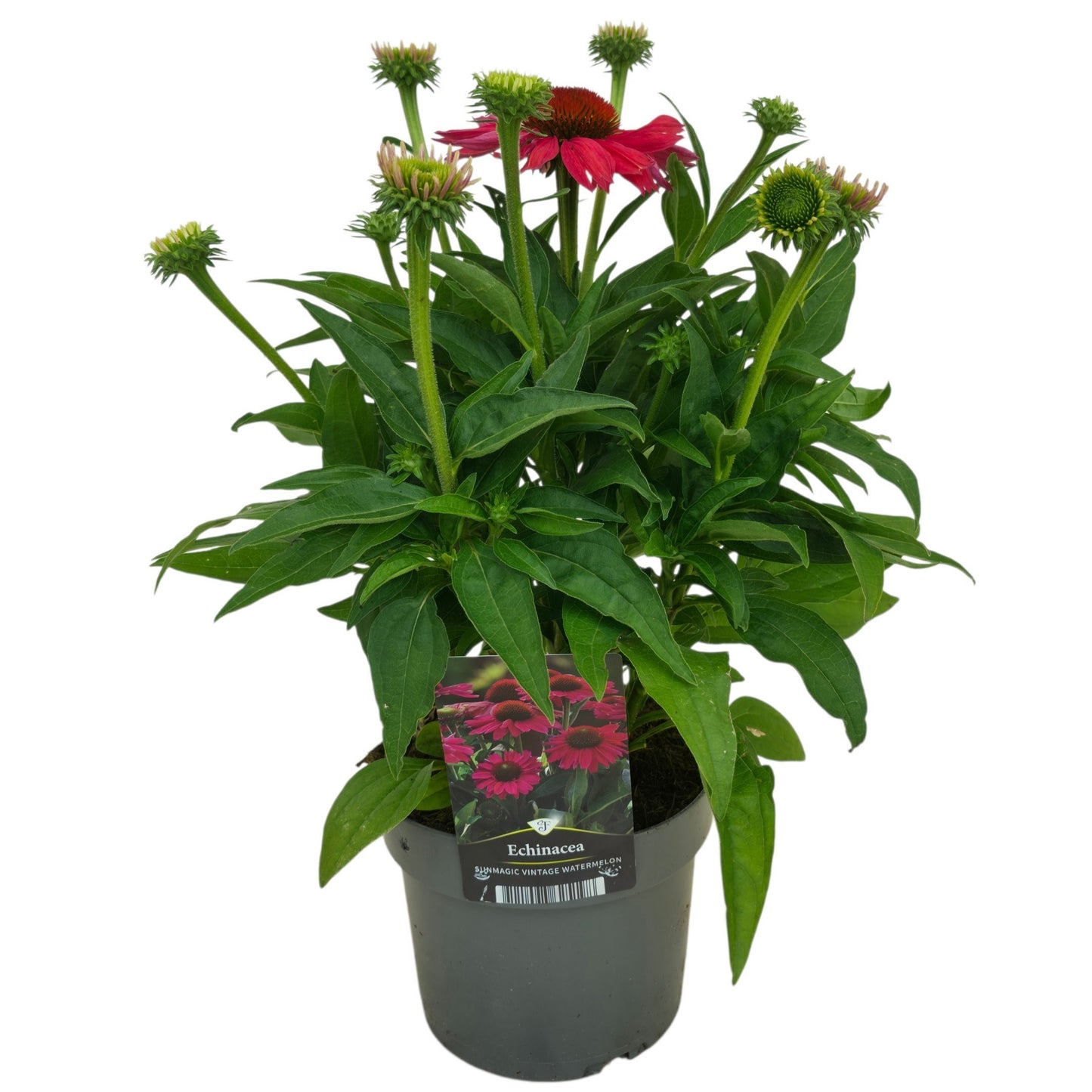 Echinacea Delicious Candy 50cm 17cm Pot