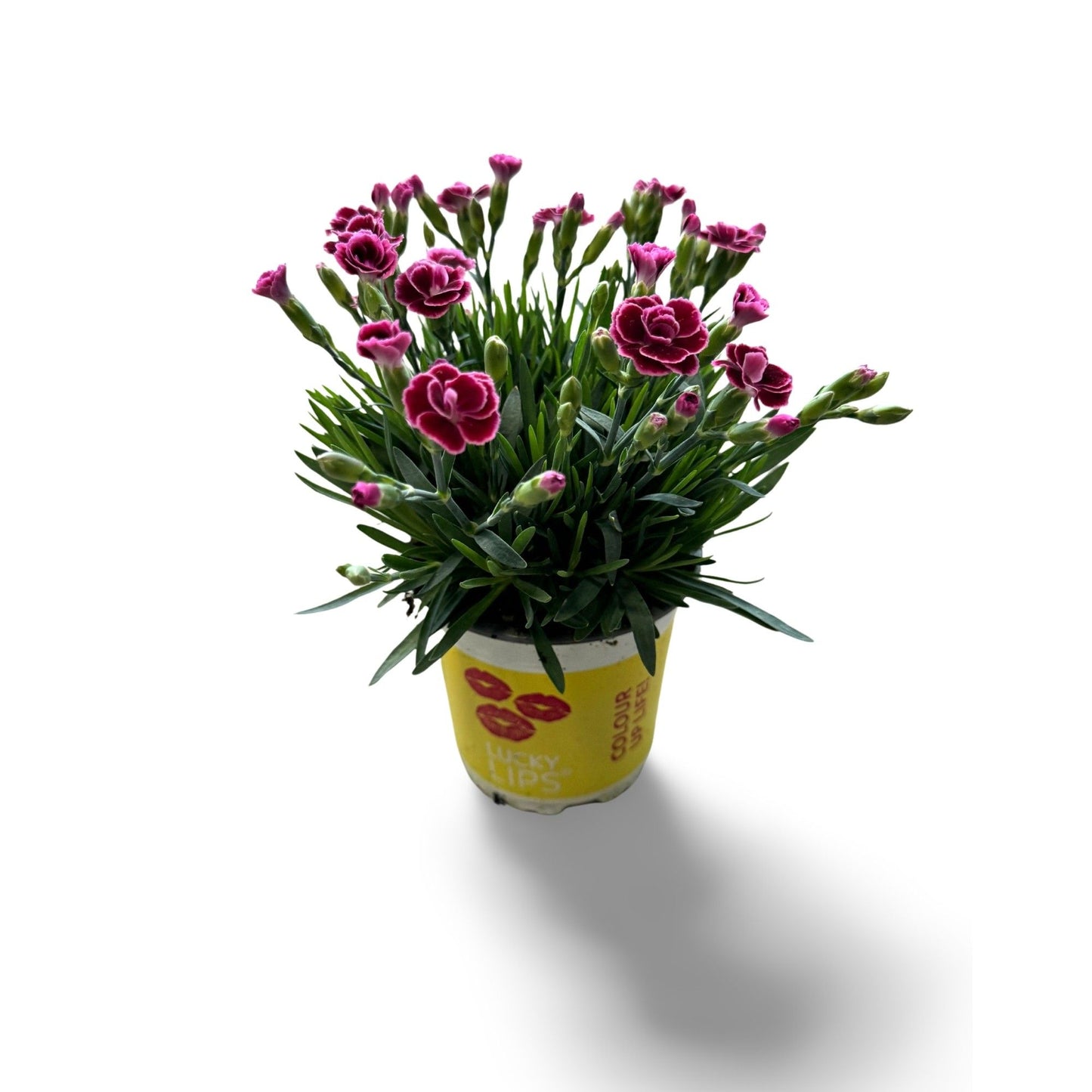 Dianthus Lucky Lips Lara 25cm 510cm Pot