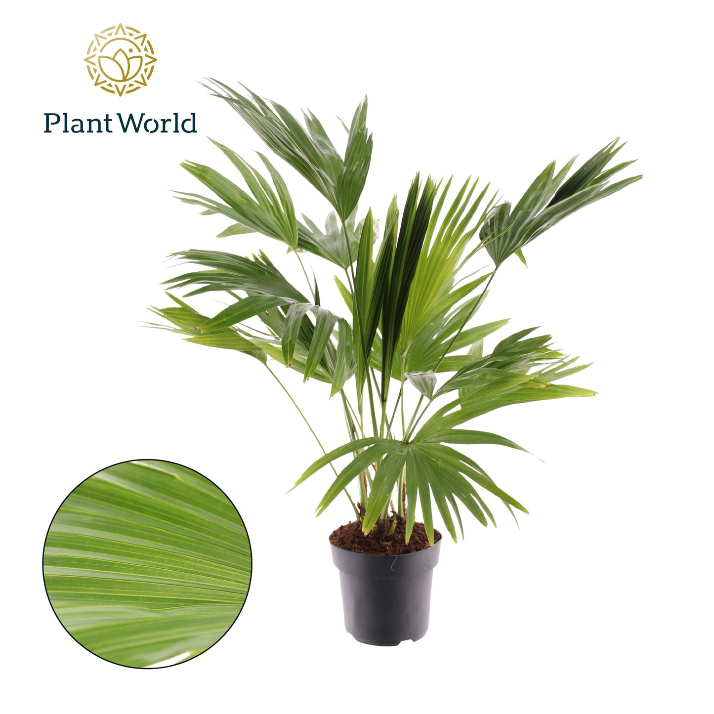 Livistona rotundifolia 140cm 24cm Pot