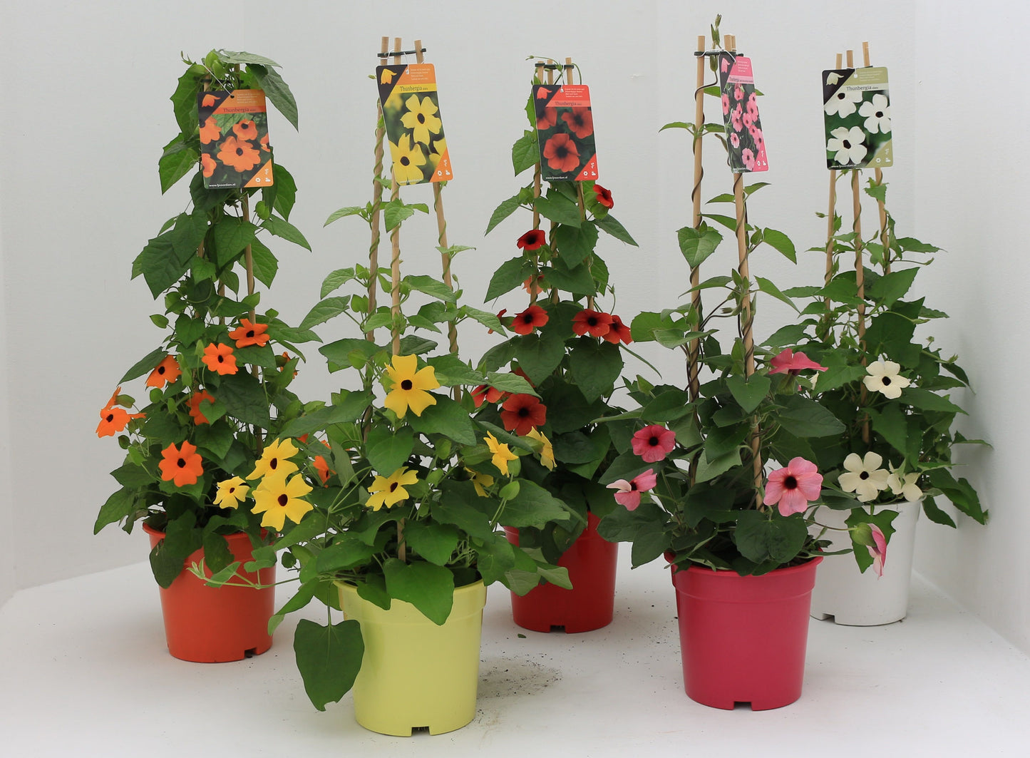Thunbergia hanging pot mix 70cm 17cm Pot