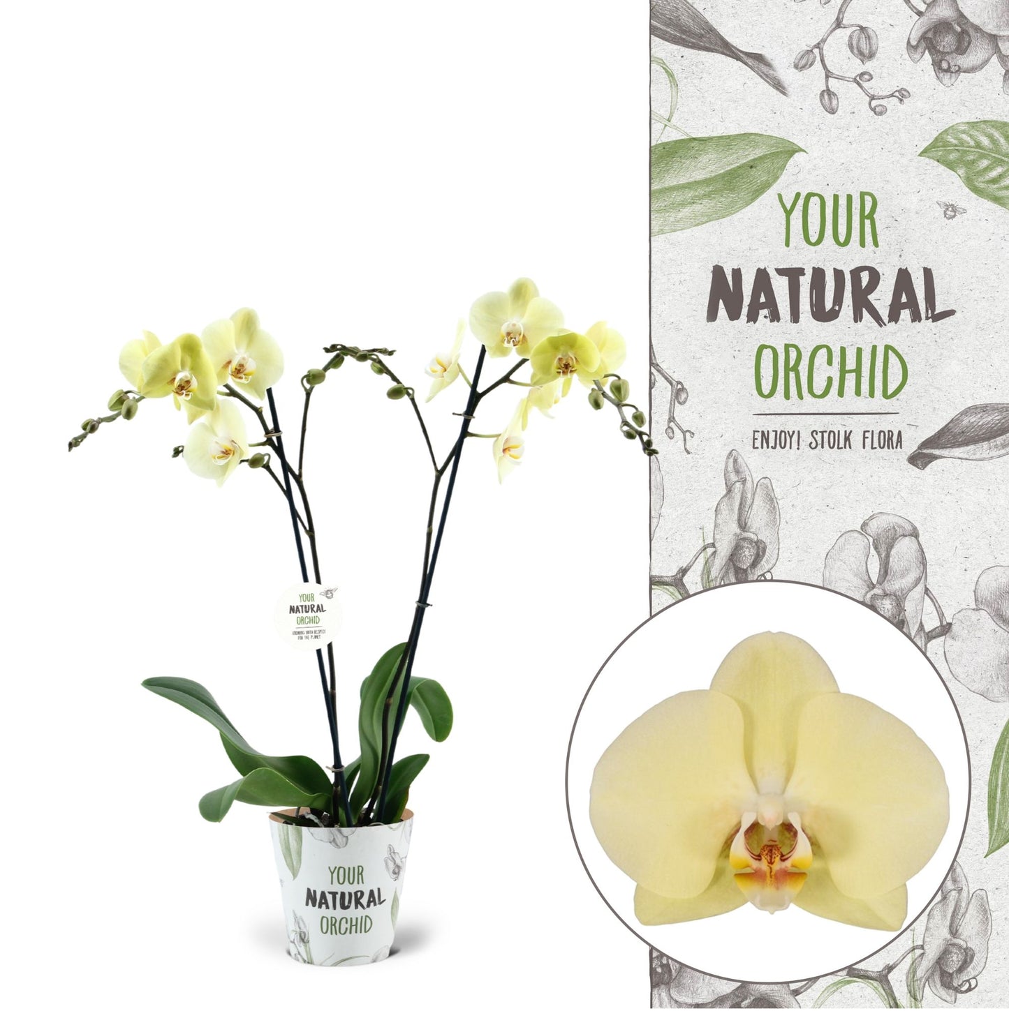 Phalaenopsis Cremona 55cm 12cm Pot