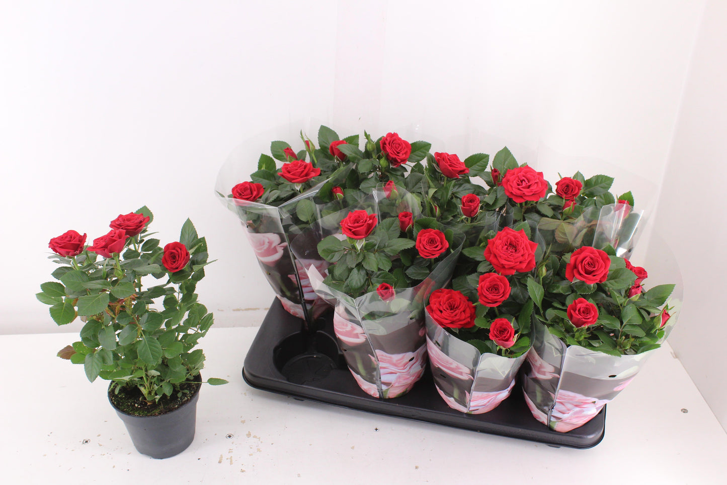 Roses PatioHit 33cm 13cm Pot