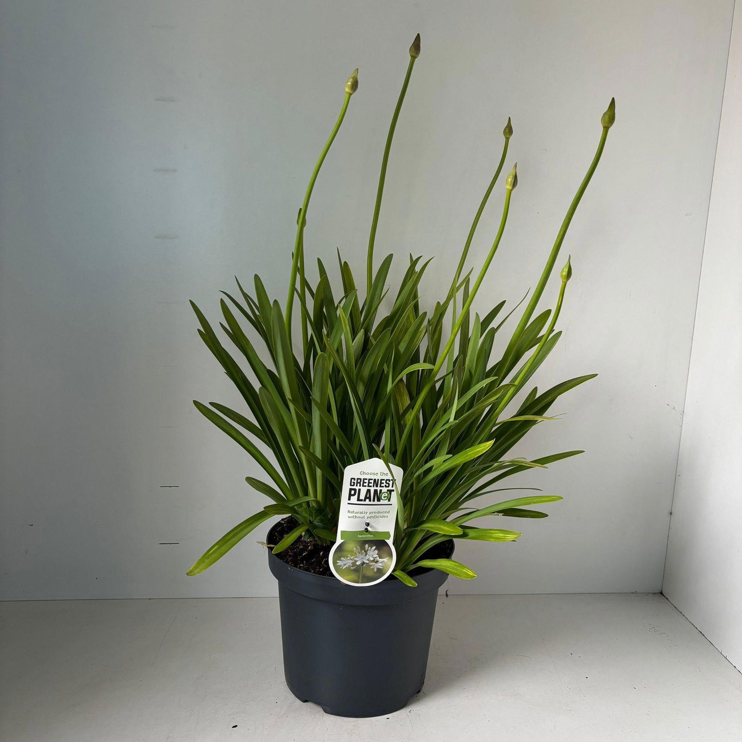 Agapanthus africanus 75cm 26cm Pot