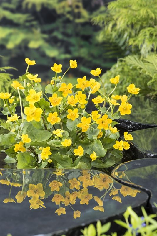 Caltha palustris (18x18) 40cm 18cm Pot