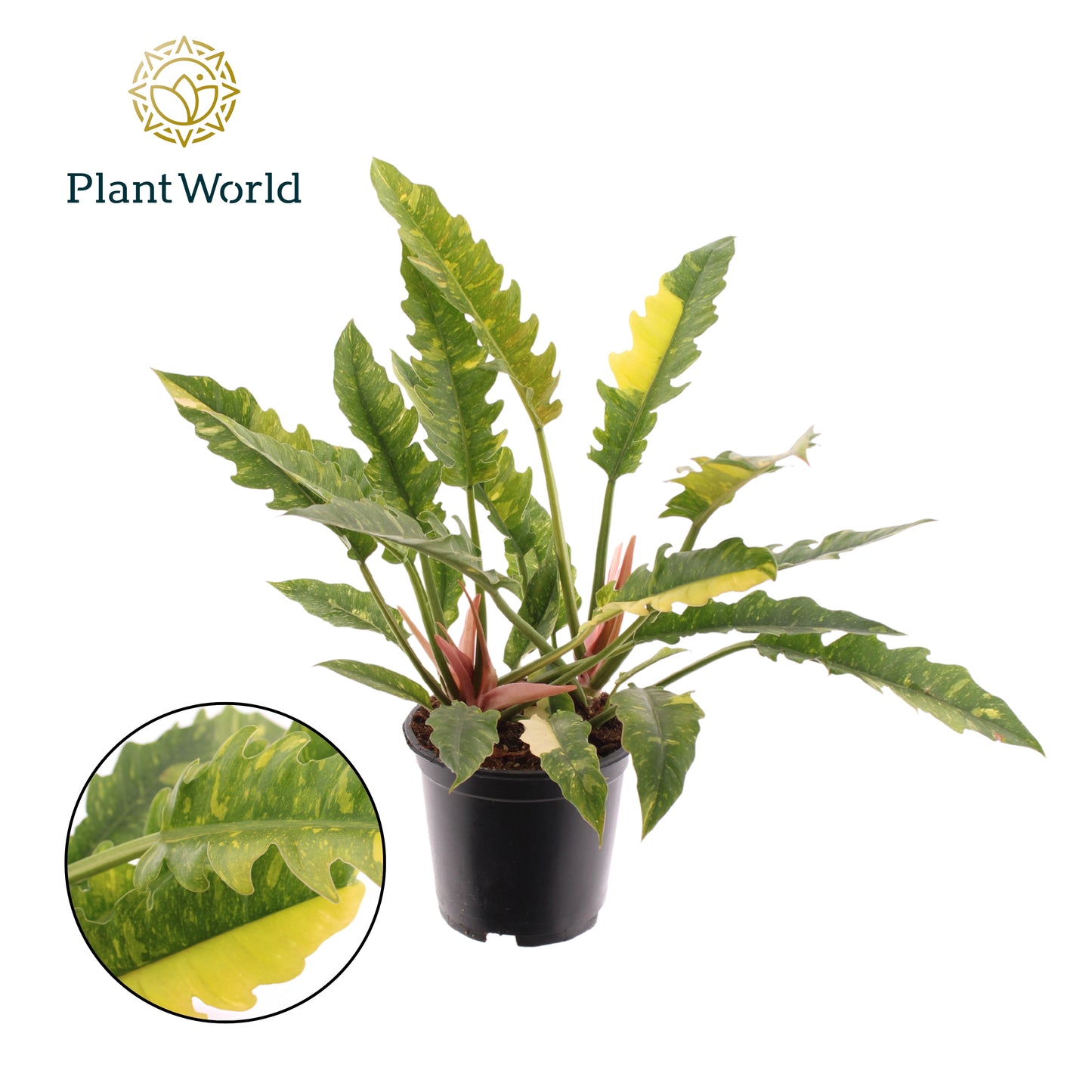 Philodendron Ring of Fire 50cm 19cm Pot
