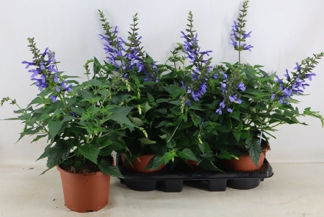 Salvia Salgoon Lake Como 65cm 19cm Pot