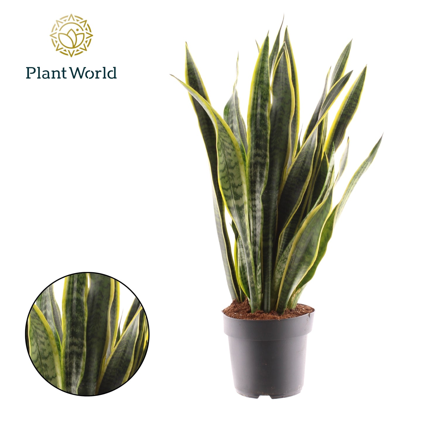 Sansevieria Laurentii 80cm 21cm Pot