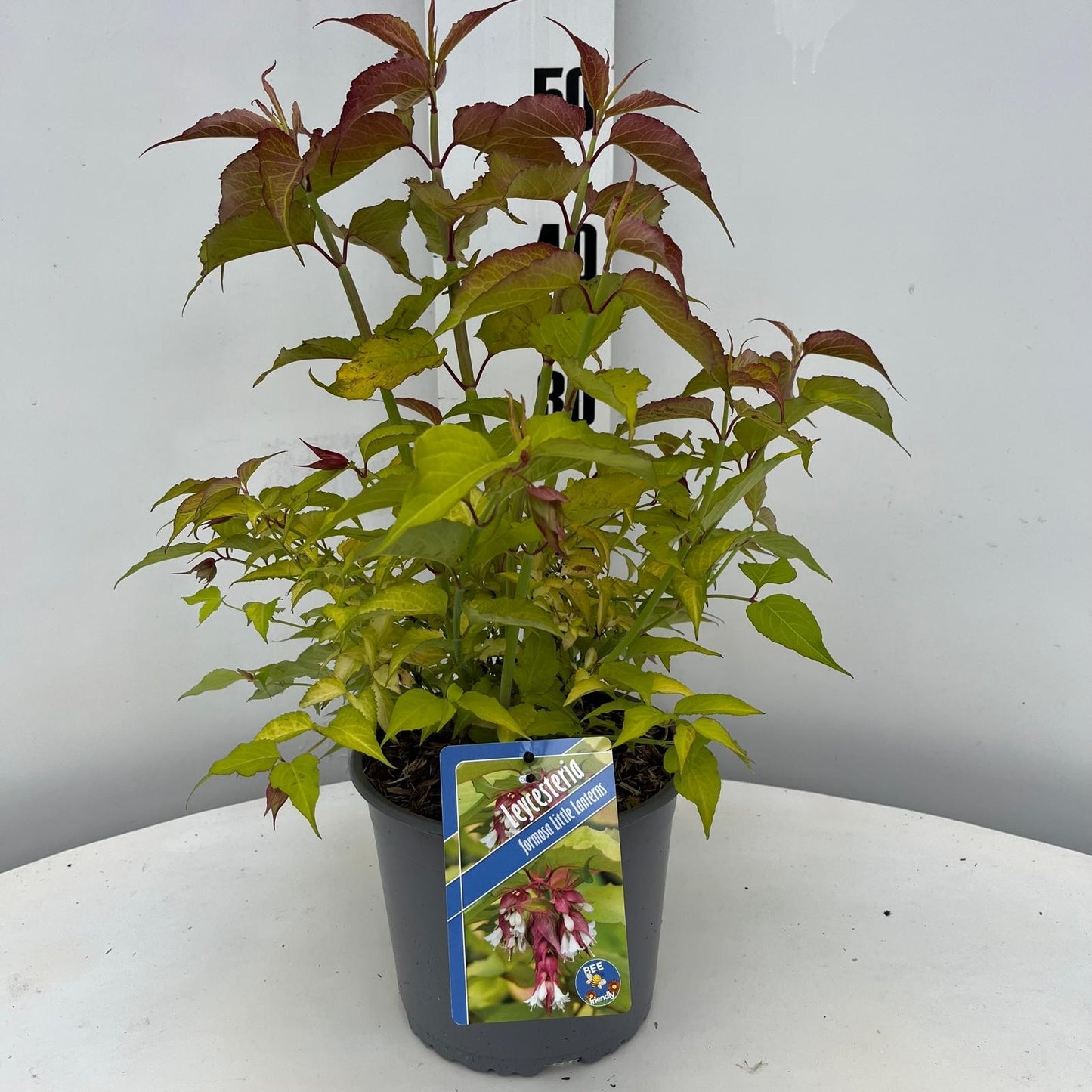 Leycesteria formosa 55cm 19cm Pot
