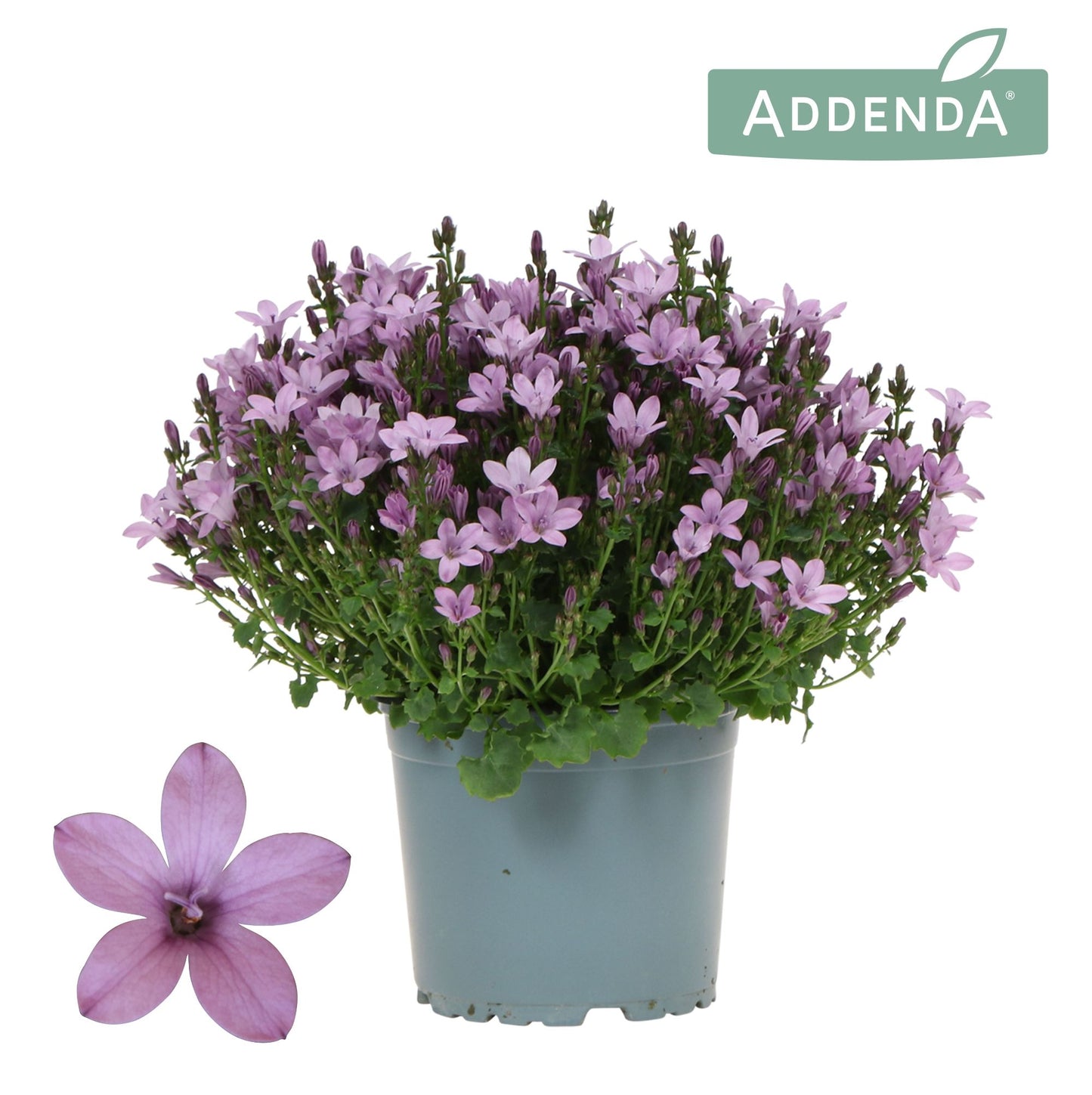 Campanula Ambella pink 25cm 12cm Pot