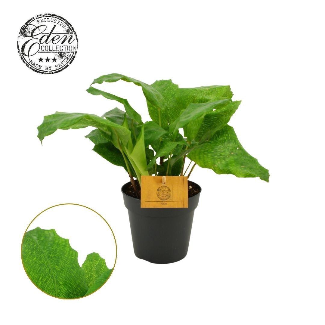 Calathea Network 20cm 12cm Pot