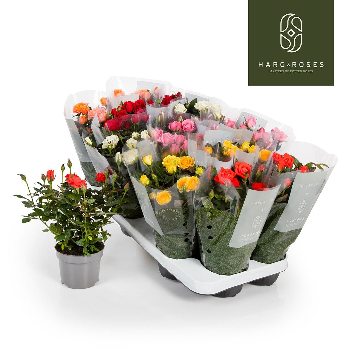 Rosa Kordana mix 26cm 510cm Pot