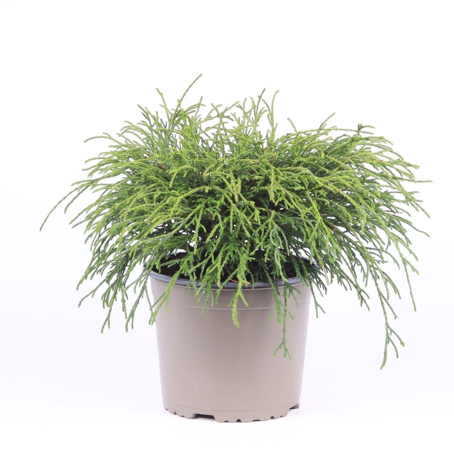Chamaecyparis pis. Filifera Nana 35cm 17cm Pot