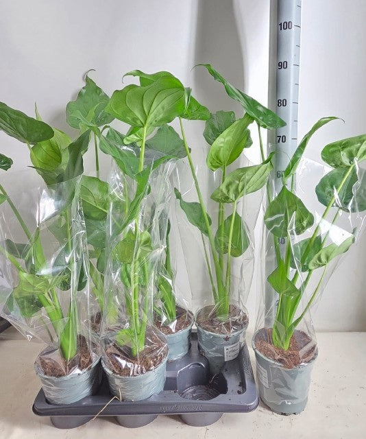 Alocasia cucullata 80cm 17cm Pot