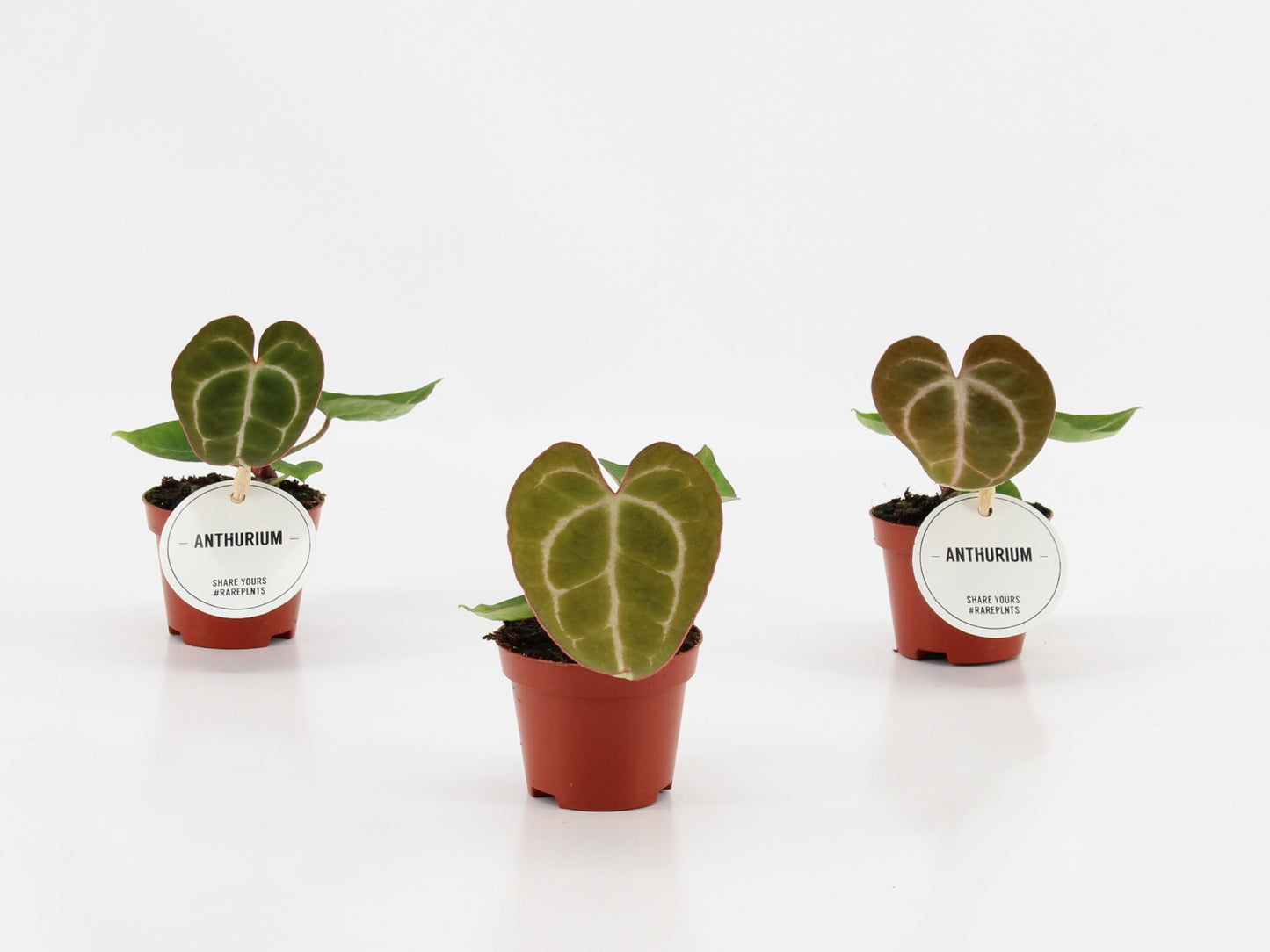 Anthurium andraeanum 15cm 6cm Pot