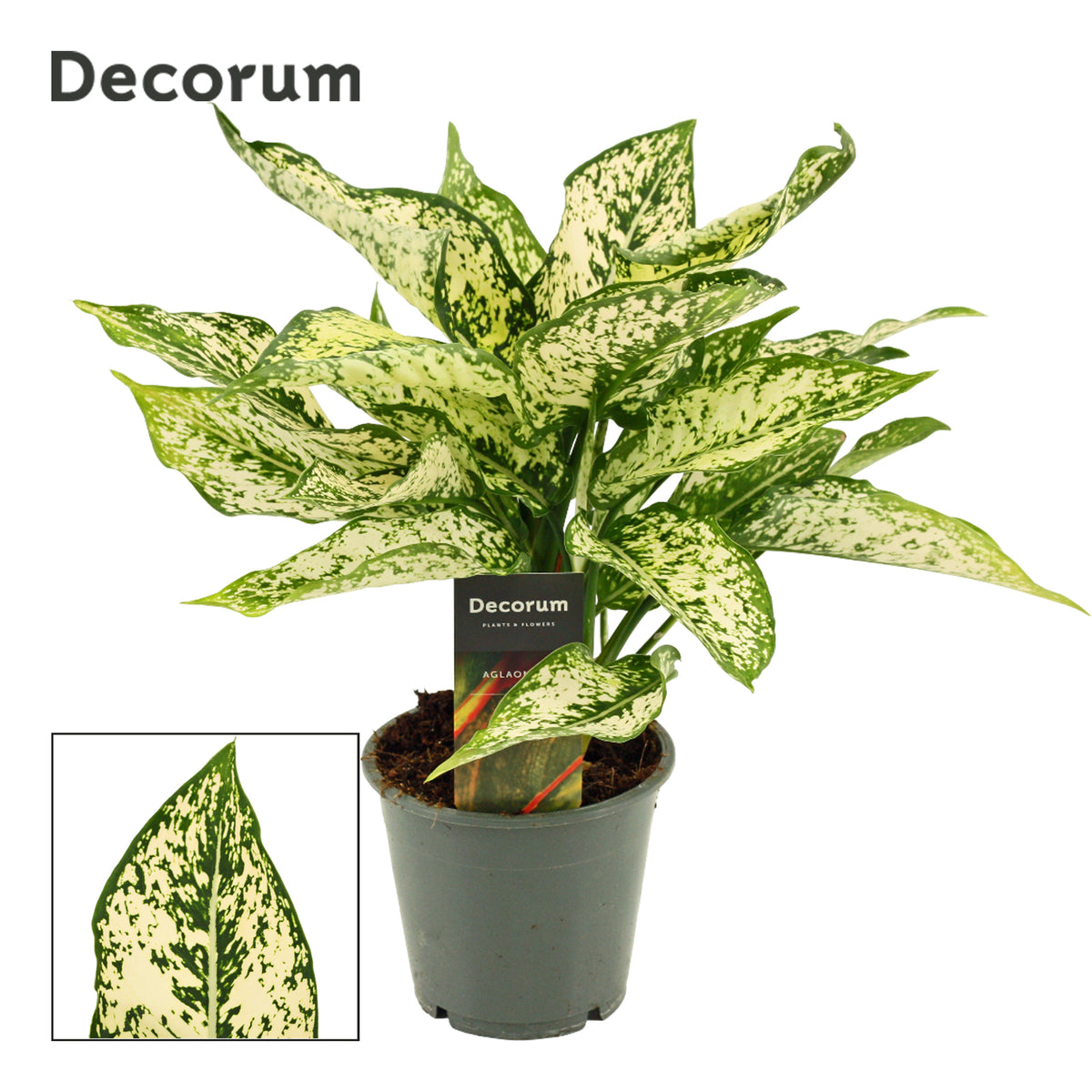 Aglaonema First Diamond 30cm 12cm Pot