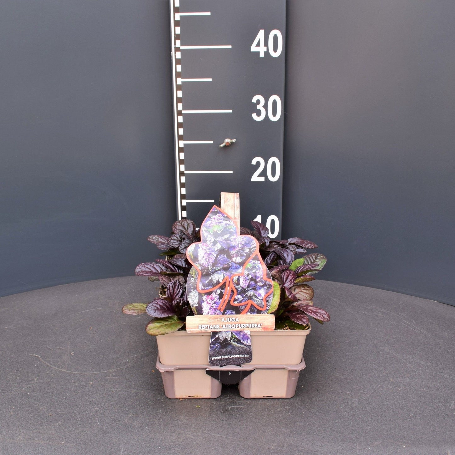 Ajuga rep. Atropurpurea 6-pack 5cm 9cm Pot
