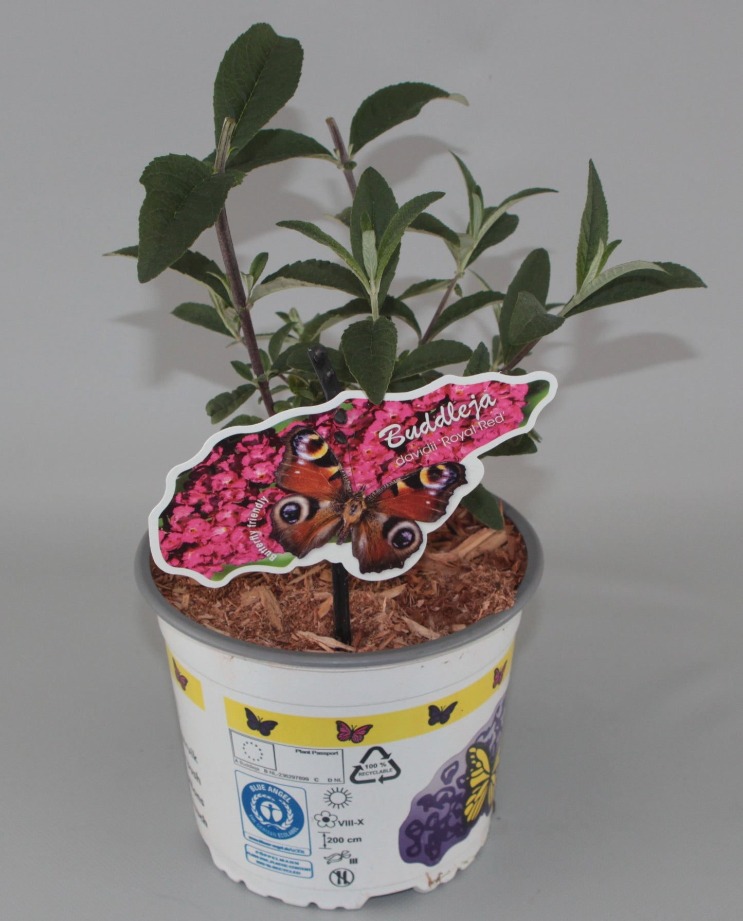 Buddleja davidii Royal Red 609cm 17cm Pot